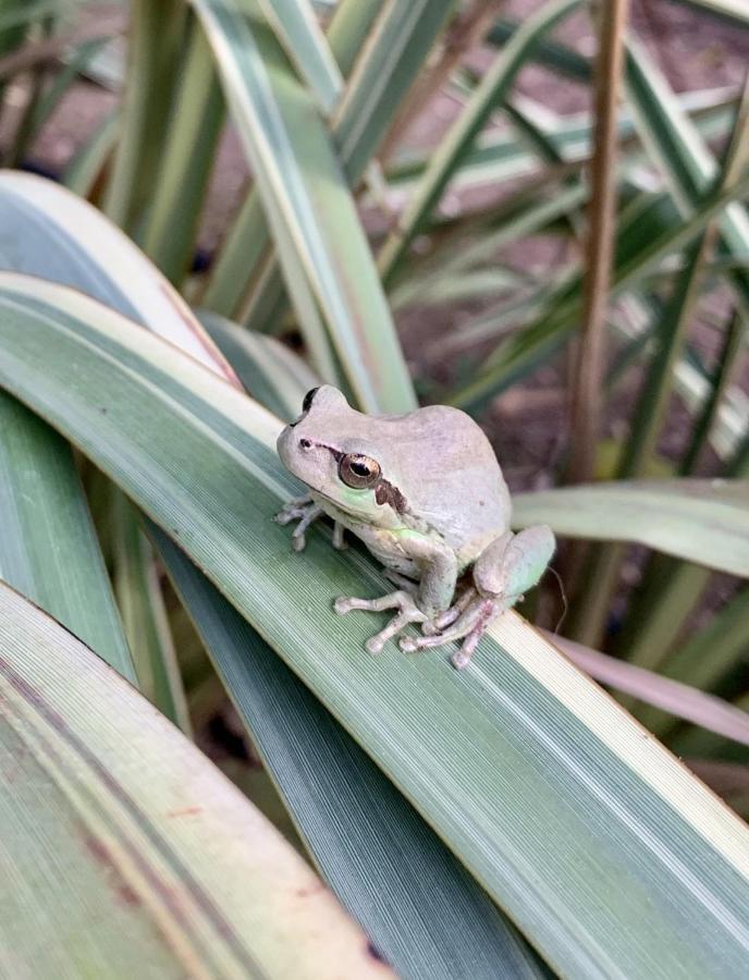 Bergerie Renove Clim Balneo Piscine Jardin Mediterraneen Hyères